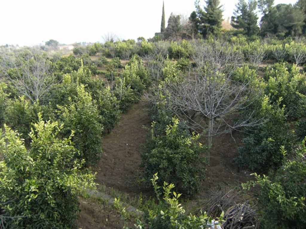 לינה וארוחת בוקר ג'יארה Baglio Delle Rose מראה חיצוני תמונה