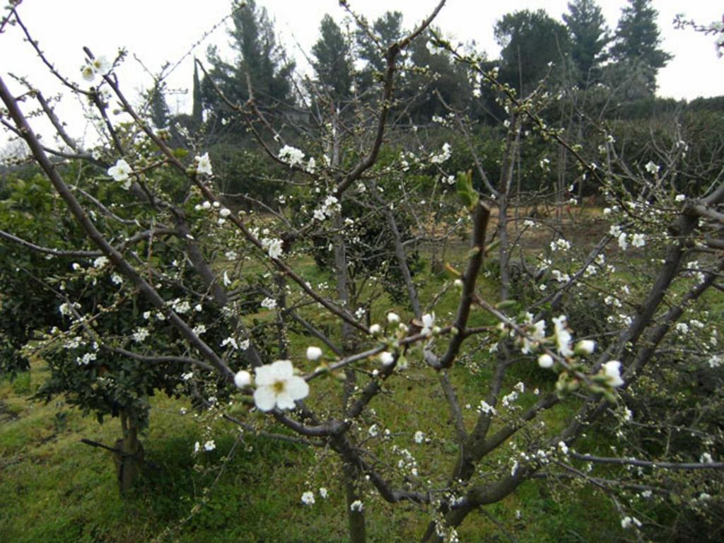 לינה וארוחת בוקר ג'יארה Baglio Delle Rose מראה חיצוני תמונה